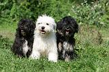 TERRIER DU TIBET 224